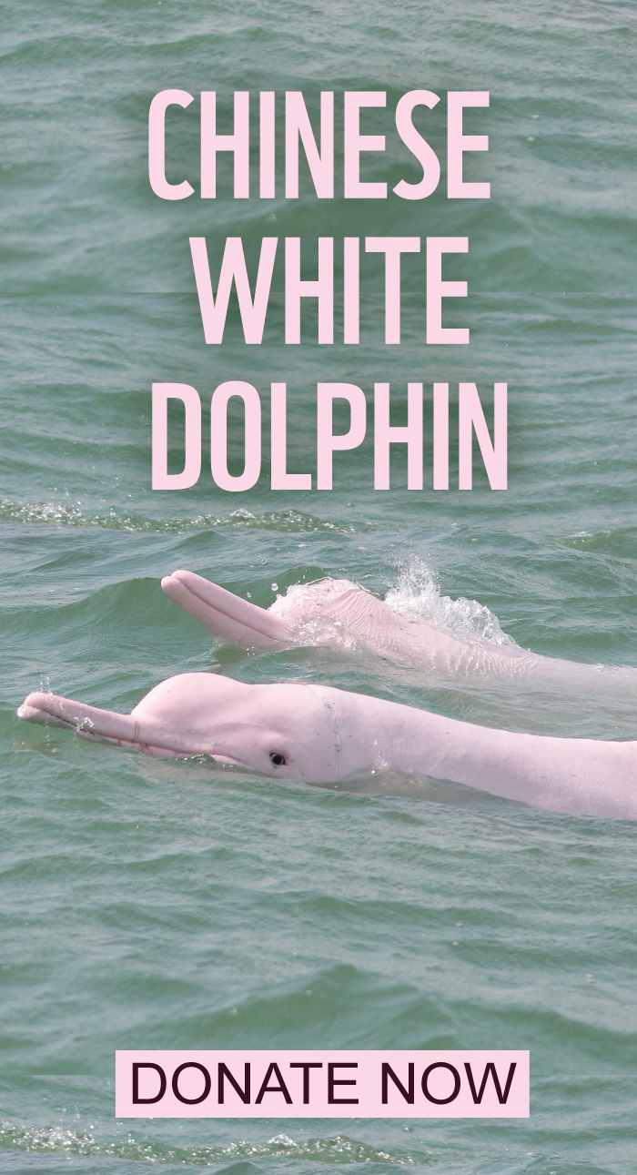 Chinese White Dolphin