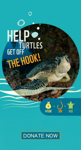 Help turtles get off the hook!